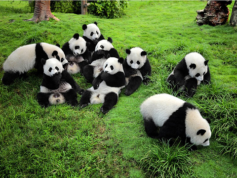 Giant panda eating bamboo at the Chengdu Research Base